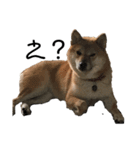 犬犬犬犬犬ちゃん（個別スタンプ：6）