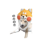犬犬犬犬犬ちゃん（個別スタンプ：7）