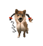 犬犬犬犬犬ちゃん（個別スタンプ：8）