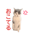 まめちゃんスタンプ<2>（個別スタンプ：2）