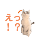 まめちゃんスタンプ<2>（個別スタンプ：3）