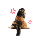 わんころにゃんころもっち（個別スタンプ：3）