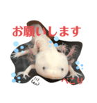 ウーパールーパー半魚人の日常（個別スタンプ：2）