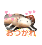 ウーパールーパー半魚人の日常（個別スタンプ：3）