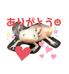 ウーパールーパー半魚人の日常（個別スタンプ：4）
