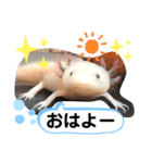 ウーパールーパー半魚人の日常（個別スタンプ：5）