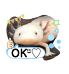ウーパールーパー半魚人の日常（個別スタンプ：6）