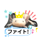 ウーパールーパー半魚人の日常（個別スタンプ：7）