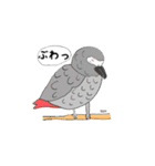 ヨウムはしゃべります。（個別スタンプ：1）