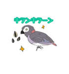 ヨウムはしゃべります。（個別スタンプ：2）