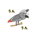 ヨウムはしゃべります。（個別スタンプ：7）