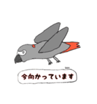 ヨウムはしゃべります。（個別スタンプ：8）