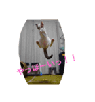 白猫だったシオちゃん（個別スタンプ：2）