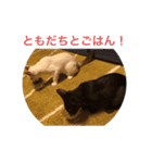 白猫だったシオちゃん（個別スタンプ：7）