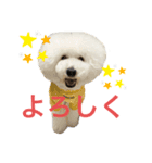 トイプードルのりんごちゃん（個別スタンプ：3）