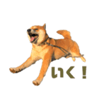 しば犬 ラム（個別スタンプ：1）