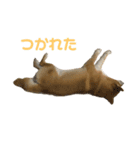 しば犬 ラム（個別スタンプ：2）
