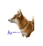 しば犬 ラム（個別スタンプ：3）