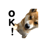 しば犬 ラム（個別スタンプ：4）