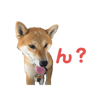 しば犬 ラム（個別スタンプ：6）