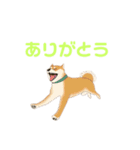 しば犬 ラム（個別スタンプ：7）