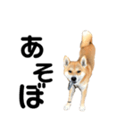 しば犬 ラム（個別スタンプ：8）