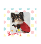 チワワかい？（個別スタンプ：7）