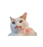 レオマロ（個別スタンプ：1）