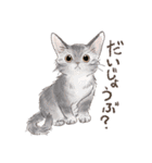 関西弁でいろいろ伝える猫たちのスタンプ（個別スタンプ：3）