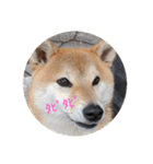 柴犬さくらの生活（個別スタンプ：1）