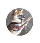 柴犬さくらの生活（個別スタンプ：2）