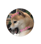 柴犬さくらの生活（個別スタンプ：4）