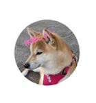 柴犬さくらの生活（個別スタンプ：5）