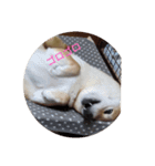 柴犬さくらの生活（個別スタンプ：6）