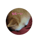 柴犬さくらの生活（個別スタンプ：7）
