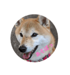 柴犬さくらの生活（個別スタンプ：8）