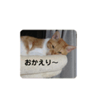 Rin momo coco2（個別スタンプ：1）
