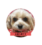 メロンちゃんラブリースタンプ（個別スタンプ：2）