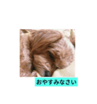 メロンちゃんラブリースタンプ（個別スタンプ：4）