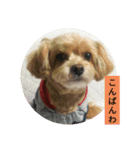 メロンちゃんラブリースタンプ（個別スタンプ：5）