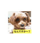 メロンちゃんラブリースタンプ（個別スタンプ：7）