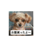 メロンちゃんラブリースタンプ（個別スタンプ：8）