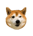 柴犬善さん3（個別スタンプ：1）