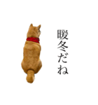 柴犬善さん3（個別スタンプ：3）