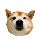 柴犬善さん3（個別スタンプ：6）