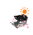 チワワのもすぐ（個別スタンプ：1）