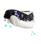 チワワのもすぐ（個別スタンプ：2）