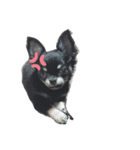 チワワのもすぐ（個別スタンプ：3）
