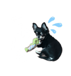 チワワのもすぐ（個別スタンプ：4）