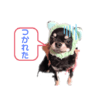 チワワのもすぐ（個別スタンプ：6）